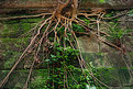 Picture Title - Roots