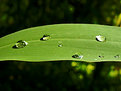 Picture Title - Drops on a Horizontal Leaf