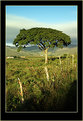 Picture Title - cerrado trees (iv)