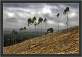 Picture Title - Eucalyptus