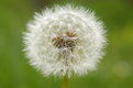 Picture Title - blowball