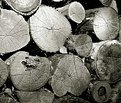 Picture Title - Pile of wood