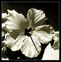 Picture Title - hibiscus