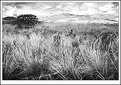 Picture Title - cerrado field