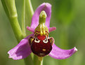 Picture Title - Bee orchid