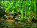 Picture Title - Miniature Bamboo Jungle