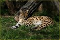 Picture Title - Cat Nap