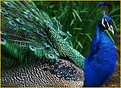 Picture Title - Proud Peacock