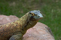 Picture Title - Monitor Lizard