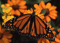 Picture Title - Monarch