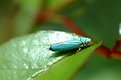 Picture Title - Leafhopper