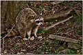 Picture Title - My Good Neighbour Mr. Raccoon