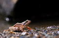 Picture Title - jump frog