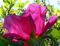 Picture Title - Rosa Rugosa