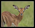 Picture Title - Young Impala