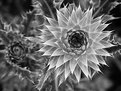 Picture Title - Thistle