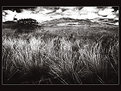 Picture Title - cerrado field (darker)