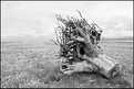 Picture Title - treestump on holy island