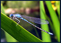 Picture Title - The Blue Damsel