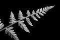 Picture Title - Fractal Fern