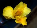 Picture Title - Bright yellow lily