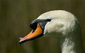 Picture Title - Male Swan