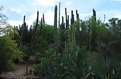 Picture Title - Cactus Garden