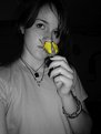 Picture Title - Yellow rose
