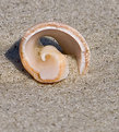 Picture Title - Seashell