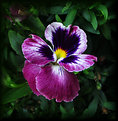 Picture Title - Multi Colored Pansy