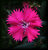  Dianthus sylvestris (Wood Pink)