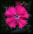 Picture Title -  Dianthus sylvestris (Wood Pink)