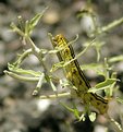 Picture Title - Life in the desert.