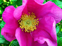 Picture Title - Rosa Rugosa-Front View