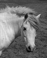 Picture Title - B-W horse