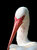 White Ibis