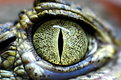 Picture Title - Alligator Eye