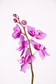 Picture Title - Orchid