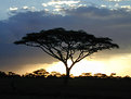 Picture Title - sunset tree