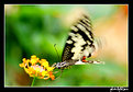 Picture Title - Butterfly