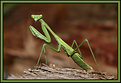 Picture Title - Praying Mantis.