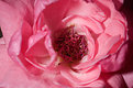 Picture Title - quand les roses...