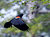 red winged blackbird