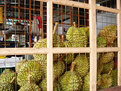 Picture Title - The Durian, Durio zibethinus L.
