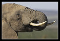 Picture Title - African Elephant Drinking