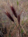 Picture Title - Wild Grass 2