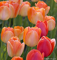 Picture Title - Tulips in the morning