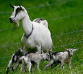 Picture Title - Newborns