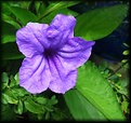 Picture Title - Mexican Petunia