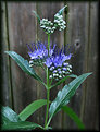 Picture Title - Butterfly Plant